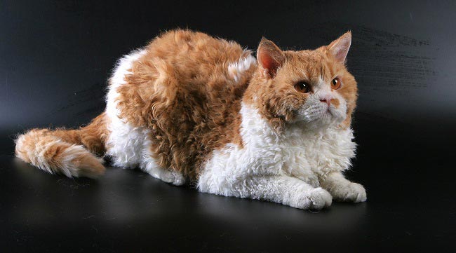 Селкирк рекс кошка: фото, характер, описание породы