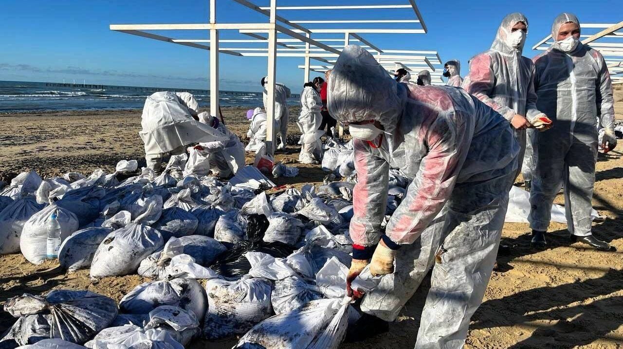 В Черном море фиксируют новые последствия разлива мазута – погибли тысячи птиц и десятки дельфинов