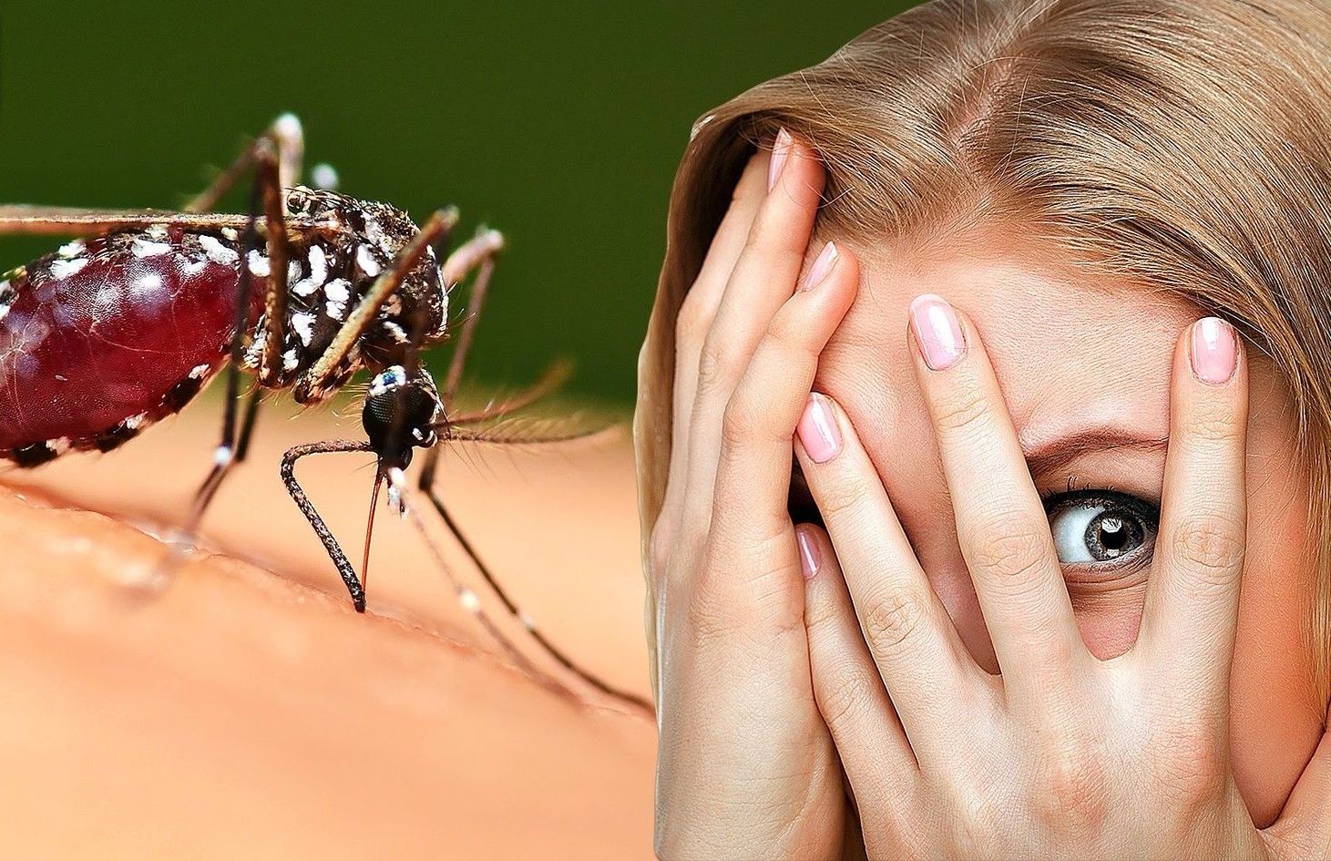 Лето в Украине – период повышенной активности опасных насекомых, вызывающих болезни: советы дерматолога