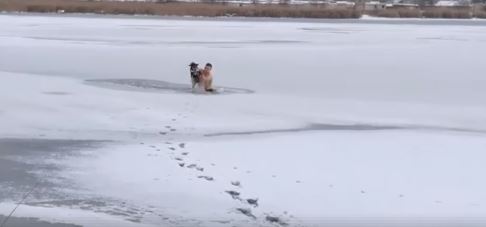 Морпех Олег Семендяев спас провалившуюся пол лед дворнягу: видео из Николаева растрогало украинцев до слез