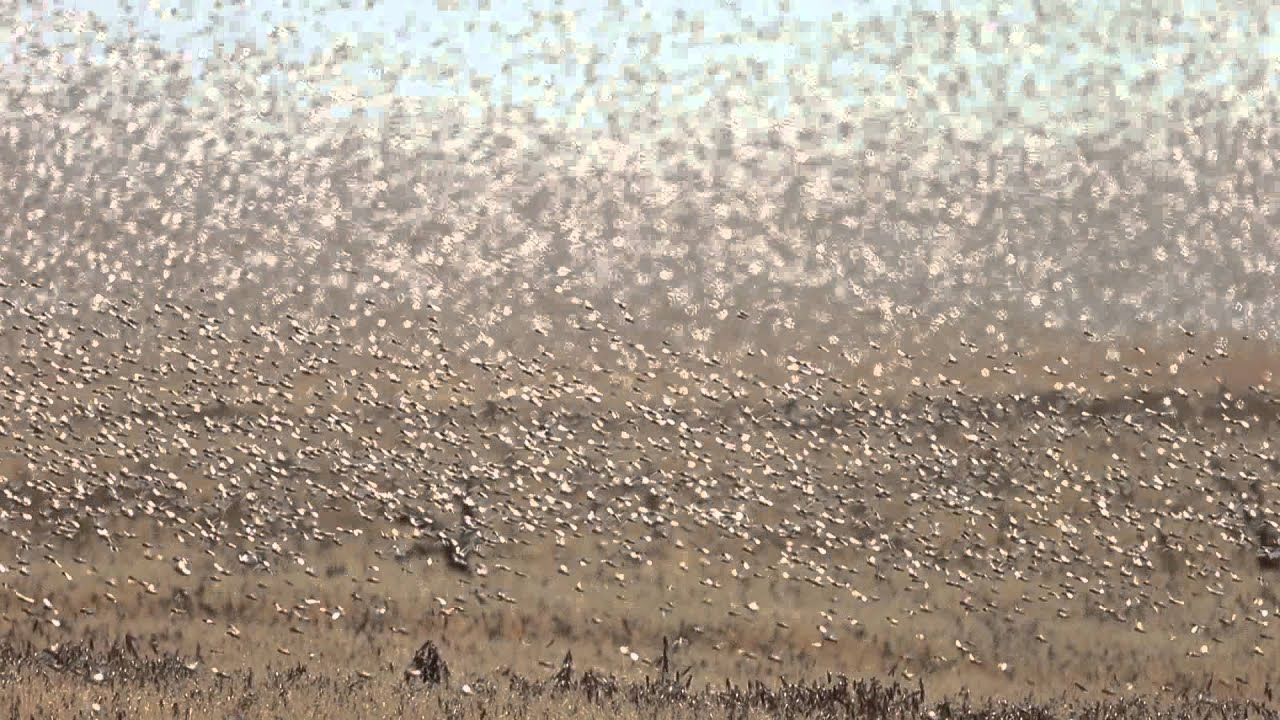 Тьма сошла на Астраханскую область: полчища саранчи заслонили небо