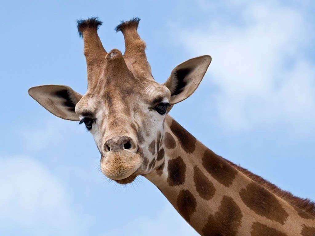 Другого такого немає: у зоопарку США народилася унікальна жирафа