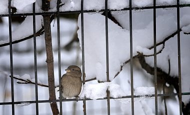 Снег и гололедица: в Украине сегодня объявлено штормовое предупреждение