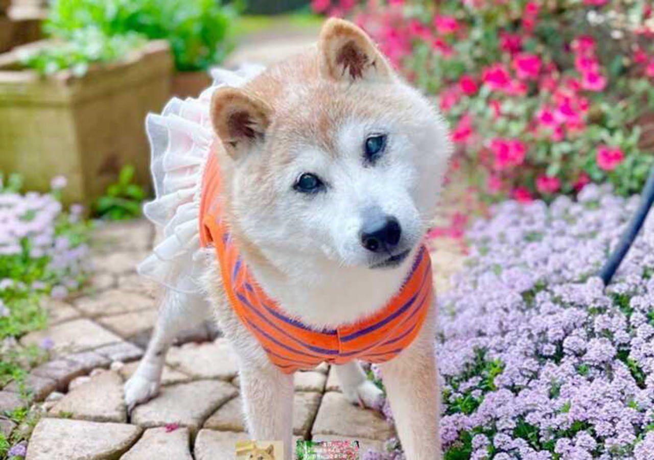 Звістка про смерть "усміхненого" собаки Кабосу, що є мемом Doge та мала пам'ятник за життя, сколихнула Мережу